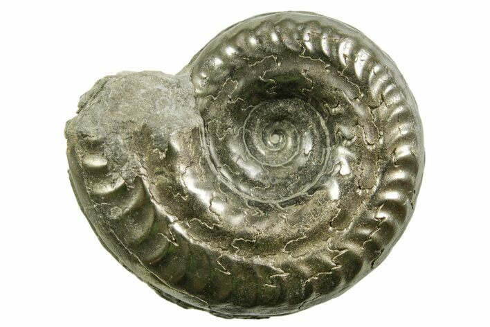 Pyritized Jurassic Ammonite (Hildoceras) Fossil - France #367650